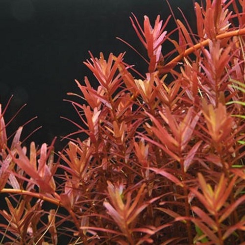 Rotala yao-yai en pot